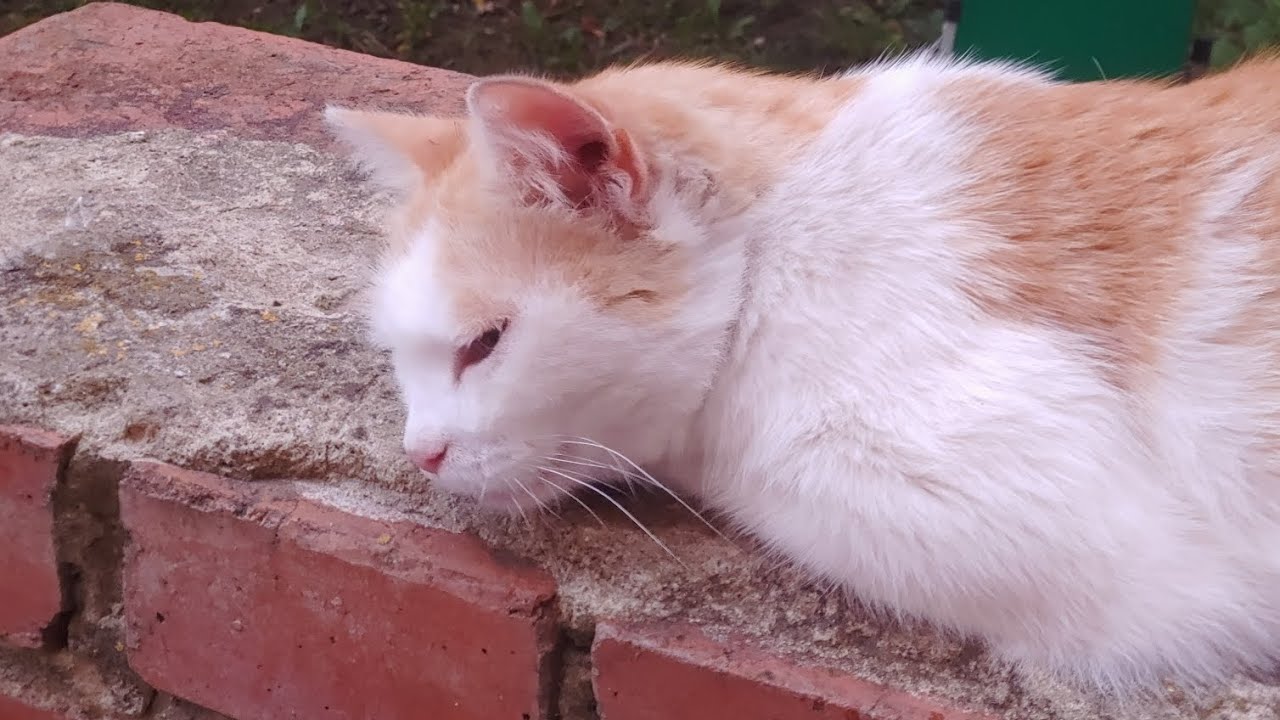 Шикарный рыжий кот скрипит и бодается (street cat video)