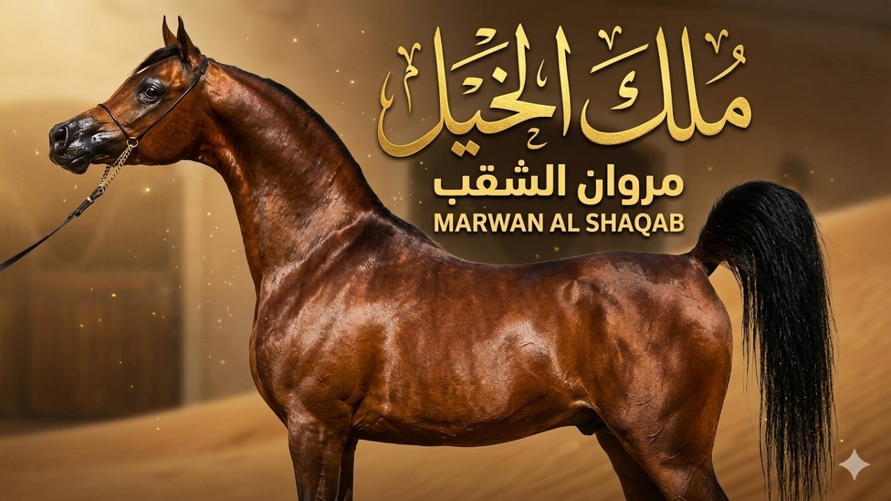 الخيل العربي الأصيل | الأسطورة مروان الشقب بطل العالم وأبو الأبطال The Legendary Marwan Al Shaqab