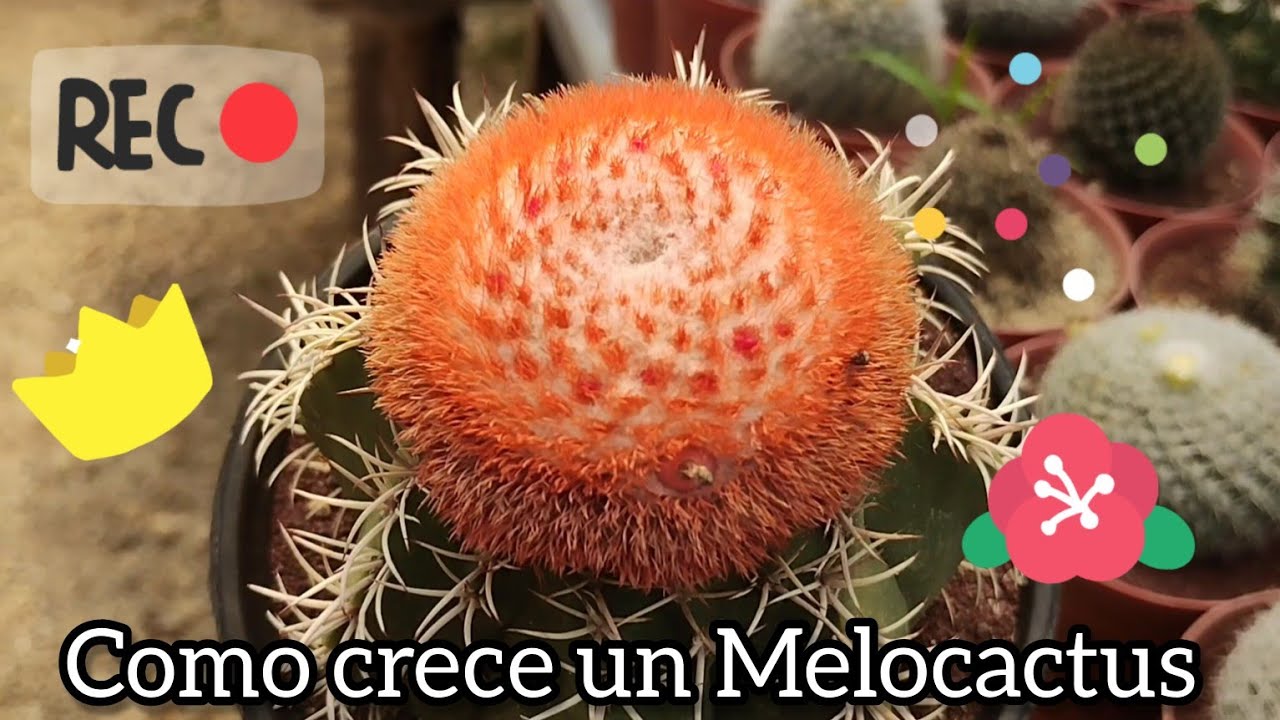 Crecimiento de un cactus del género Melocactus. 🌵🙂🐢