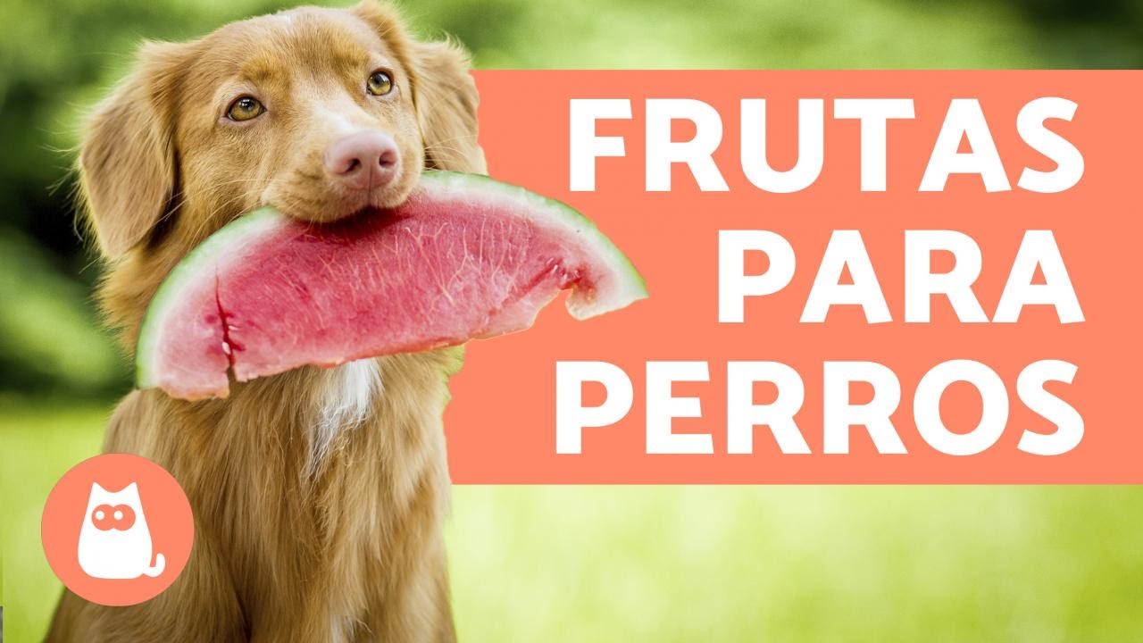 Las MEJORES FRUTAS para PERROS - Beneficios y dosis