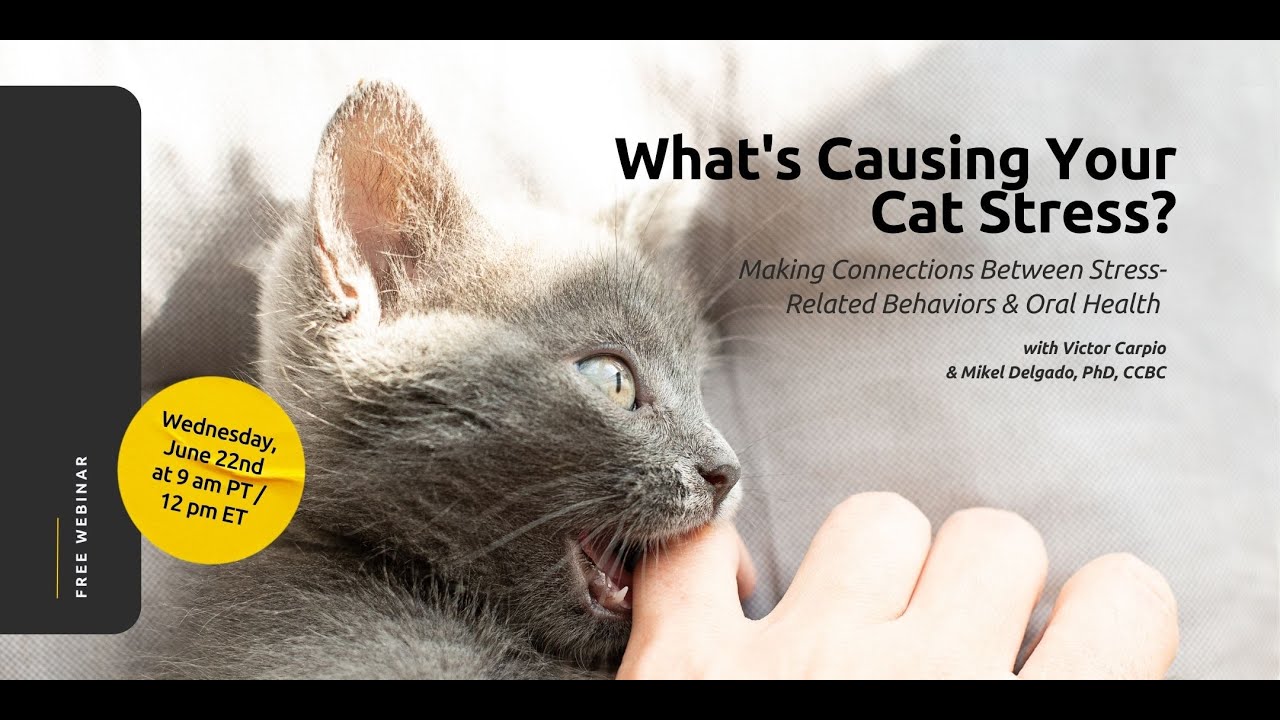 What's Causing Your Cat Stress? Making Connections Between Oral Health & Stress-Related Behaviors