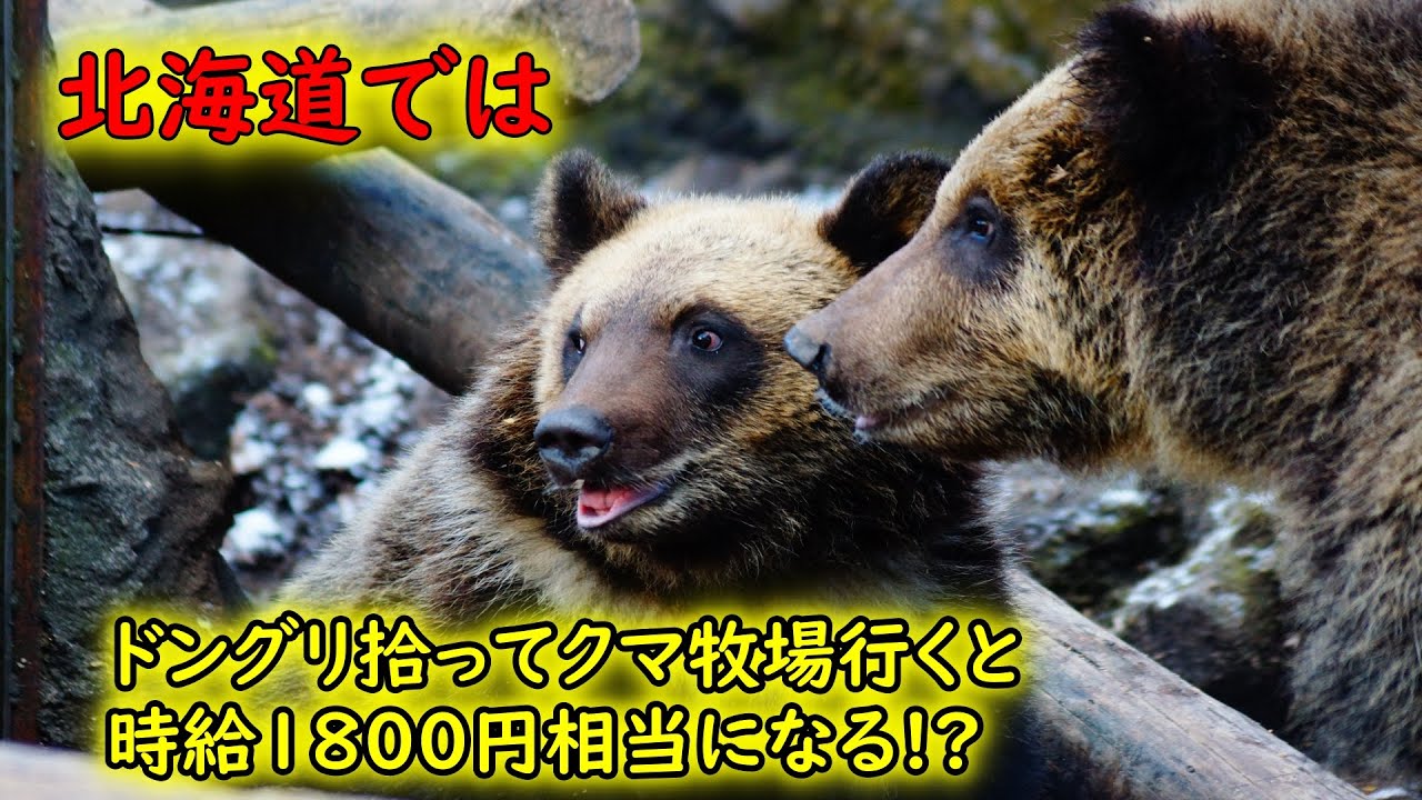 【登別クマ牧場】クマの為にドングリを拾う簡単なお仕事です～世界で唯一ドングリ割がある動物園