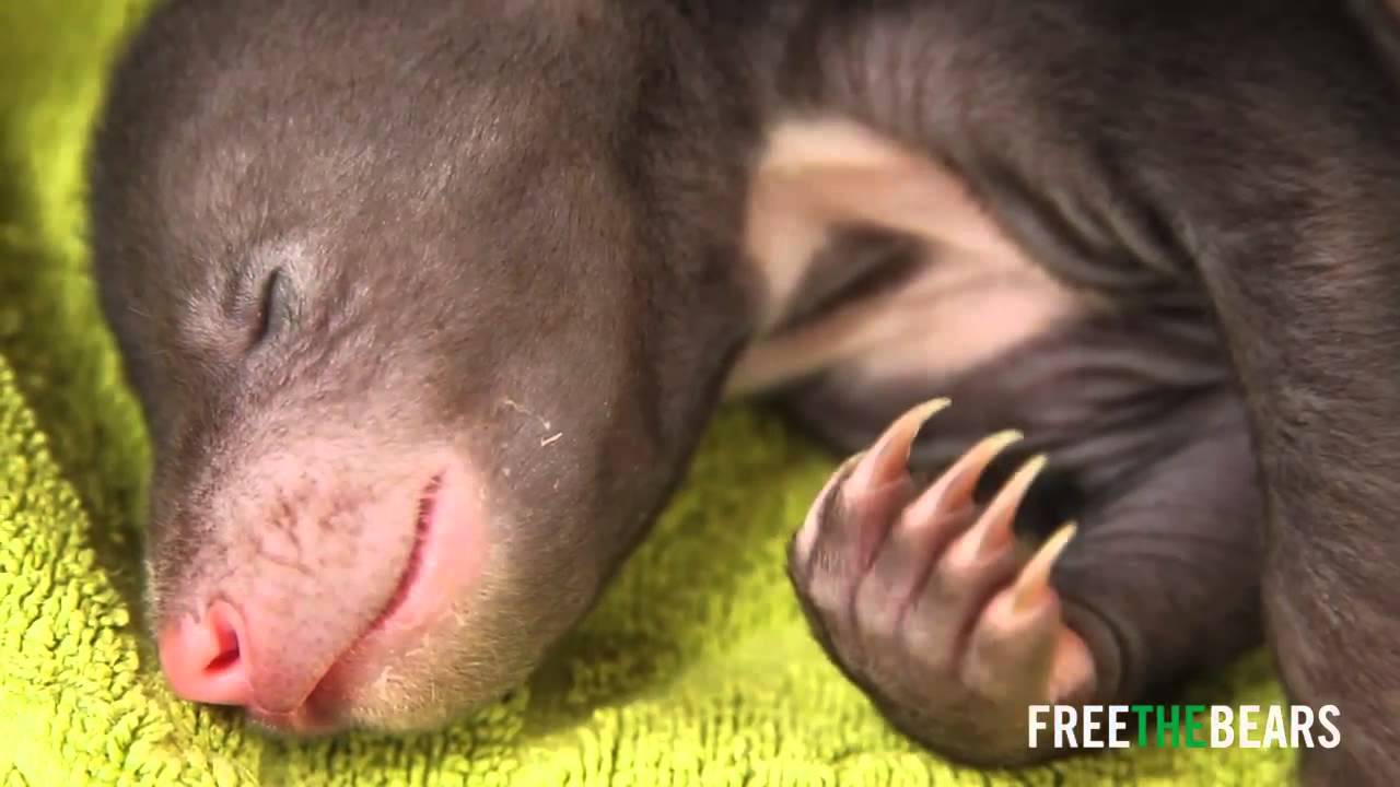 1 week old Sun bear cubs
