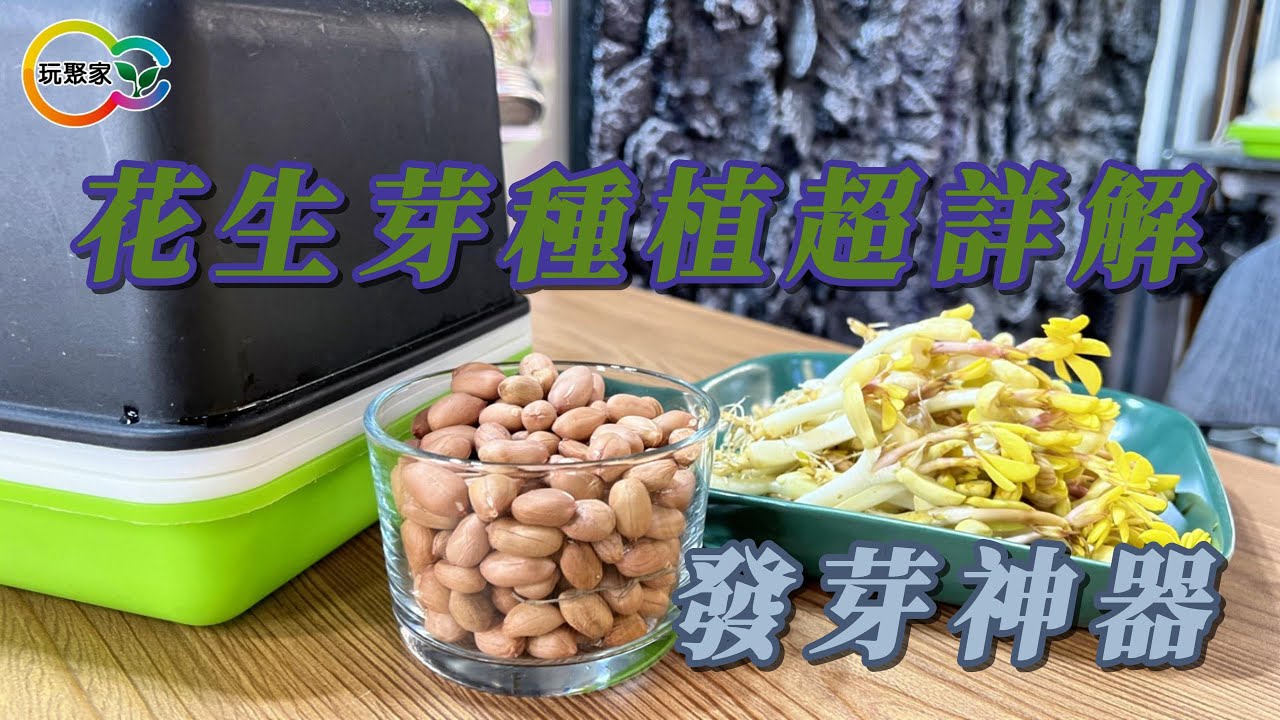 花生芽種植超詳解-發芽神器
