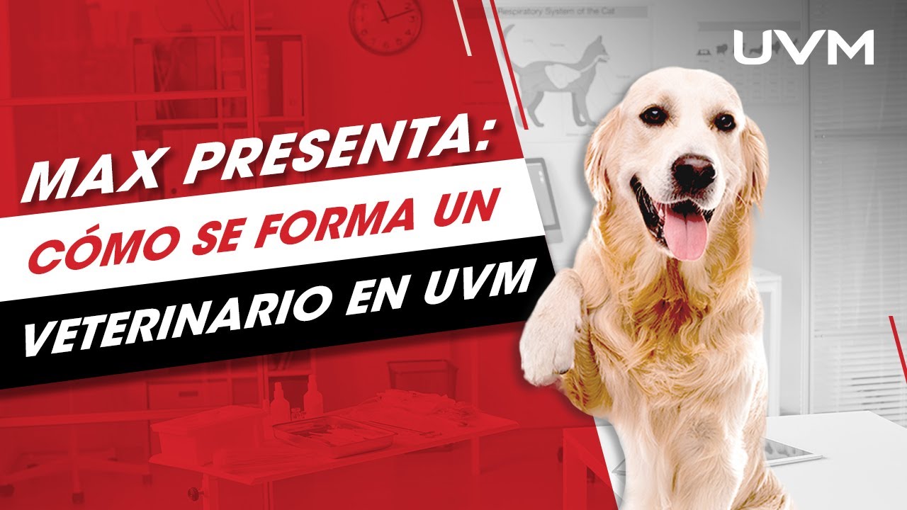 Descubre con Max cómo se crea un nuevo Veterinario en UVM