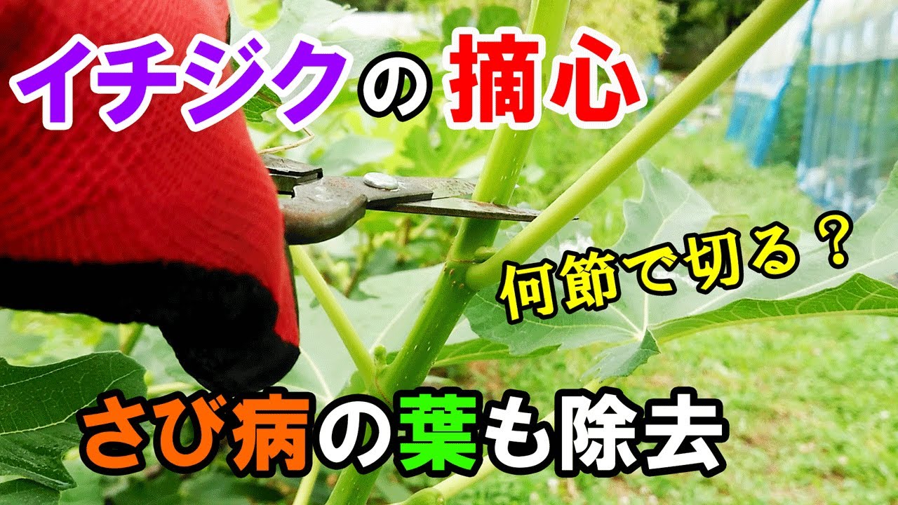 イチジク の摘心作業 ＆ さび病の葉を除去