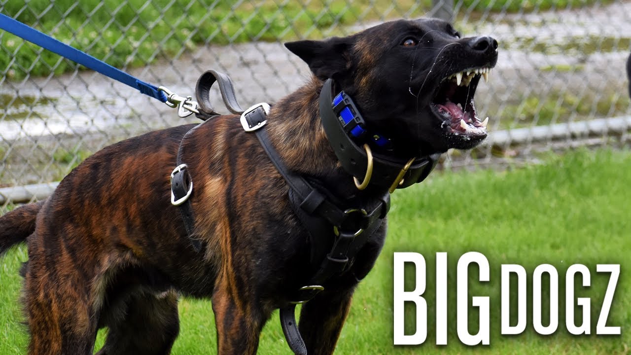Meet Ozzy - The Fierce Dutch Shepherd Trained In Jiu Jitsu | BIG DOGZ
