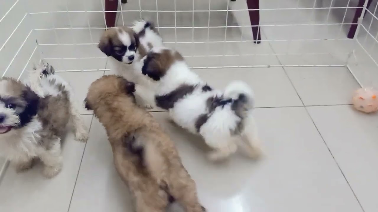 1-20-22 puppies