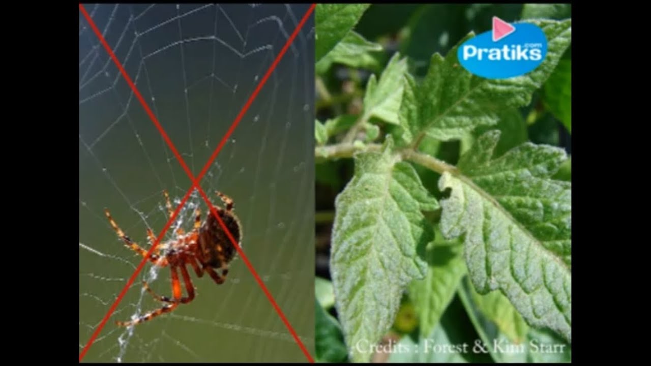 Comment chasser les araign&eacute;es de fa&ccedil;on naturelle