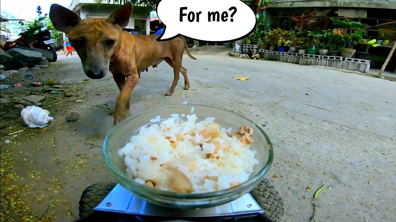 Feeding Stray Dog with a Delicious Pork Stew FPV RC Car