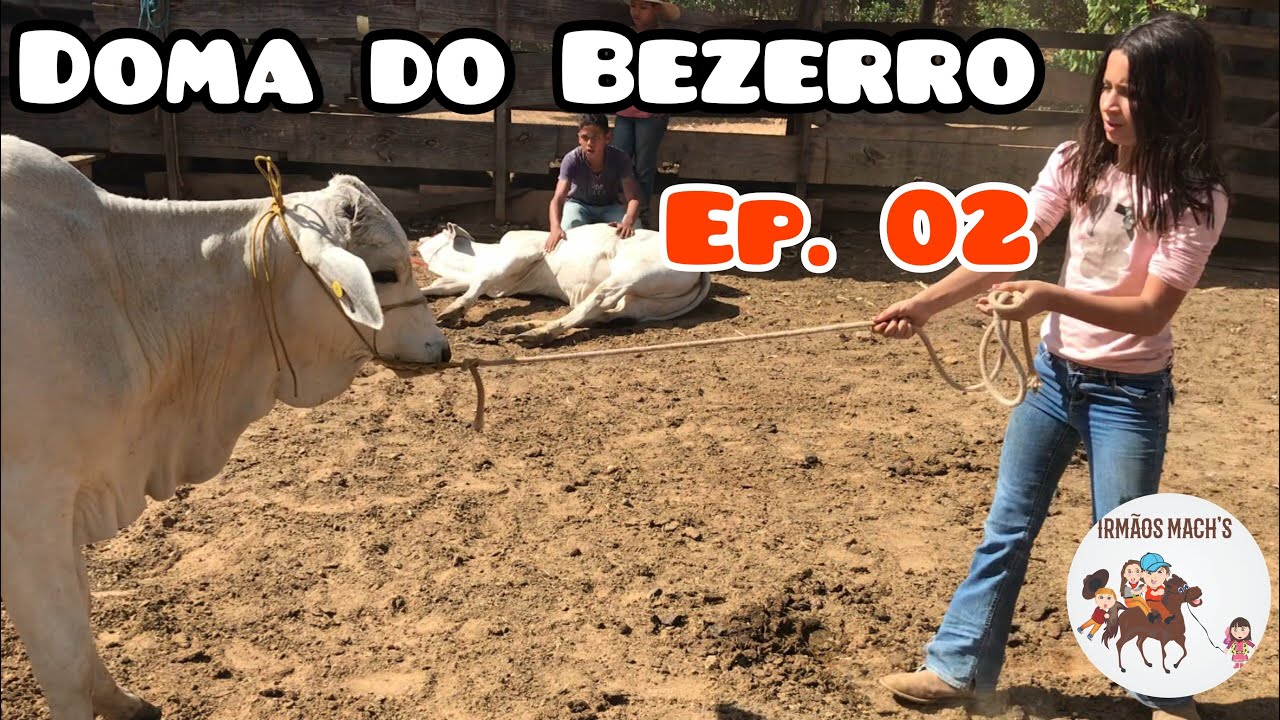 Doma do Bezerro Ep. 02 - Puxando pelo Cabresto e Carinho pela Primeira vez