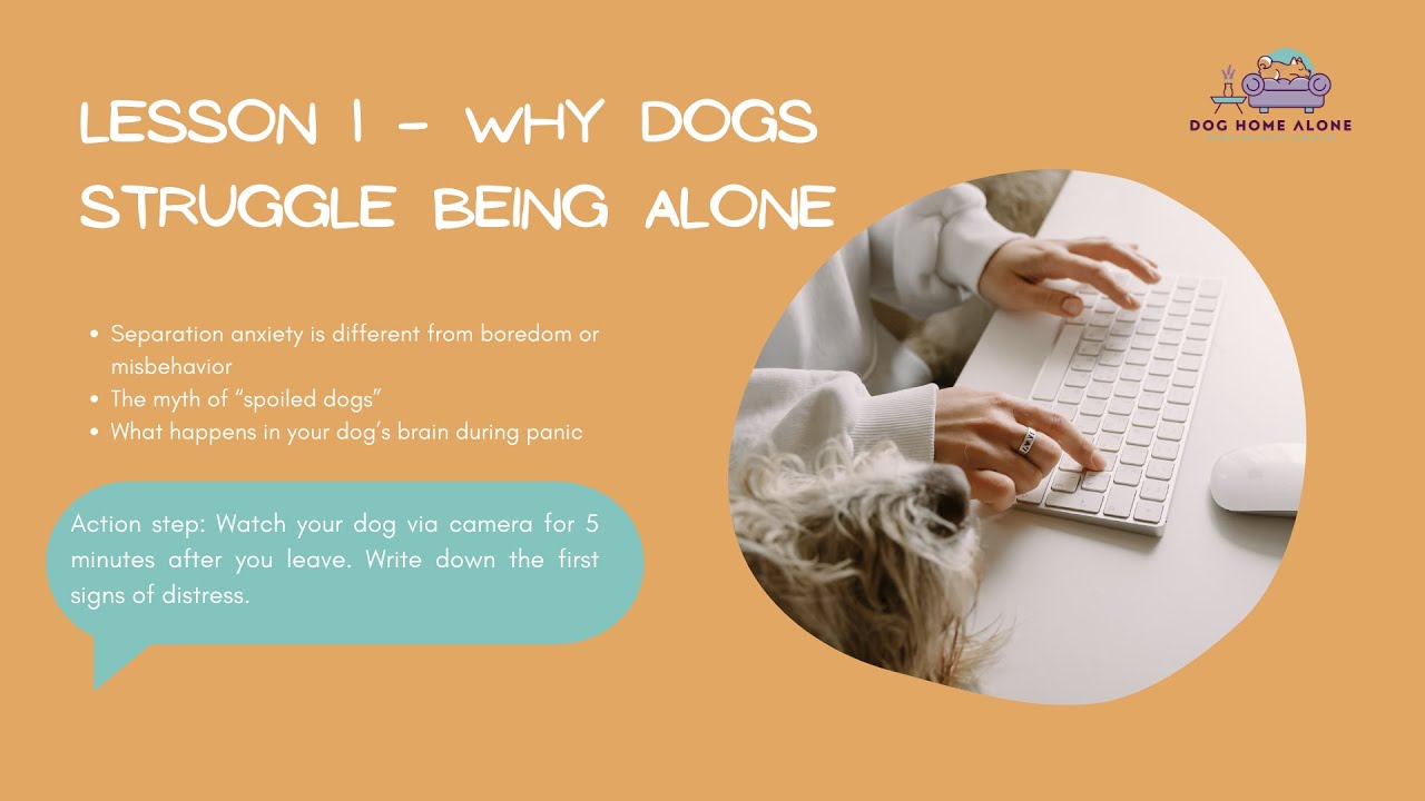 Lesson 1 : Why some dogs struggle being alone