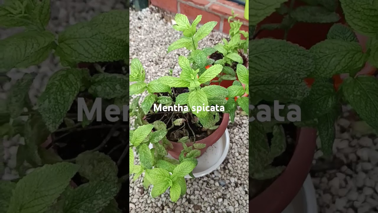 Hierbabuena. Menta spicata.