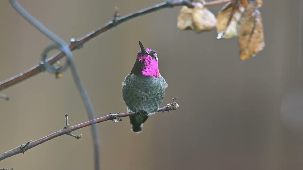 Hummingbird nature rain garden relaxing music