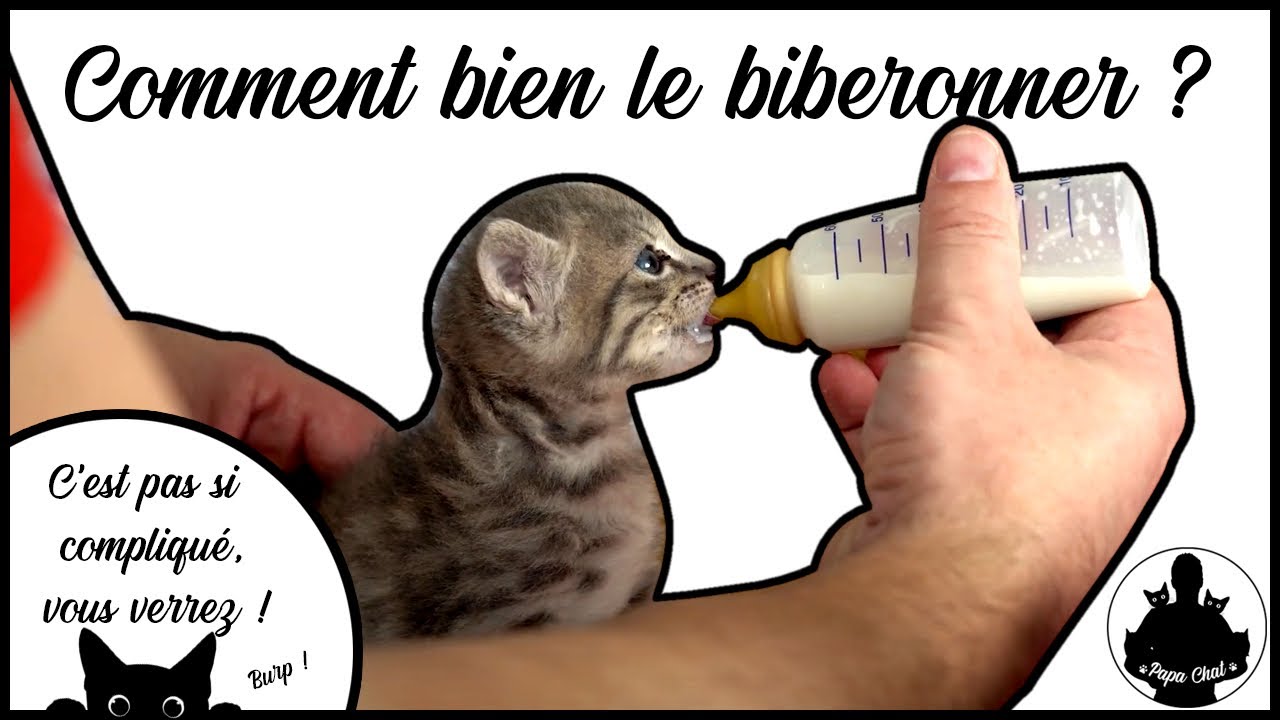 TOUT SAVOIR sur le BIBERONNAGE de chaton! (et comment leur faire leurs besoins)