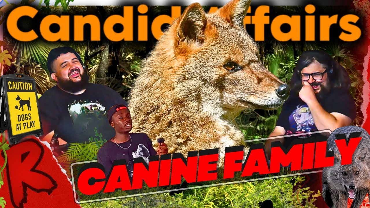 The Candid Affairs of the Canine Family - @Casual Geographic | RENEGADES REACT