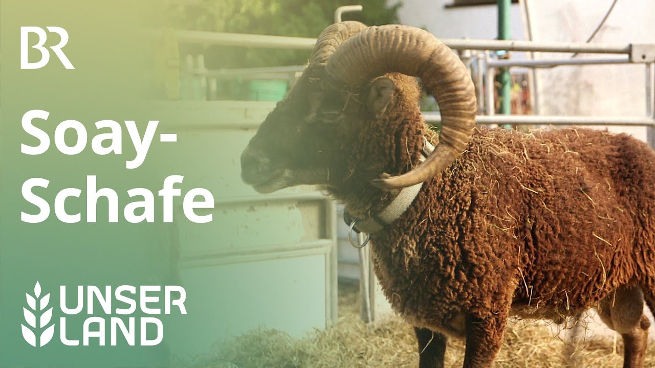 Soay-Schafe: Landschaftspfleger aus der Steinzeit | Unser Land | BR Fernsehen