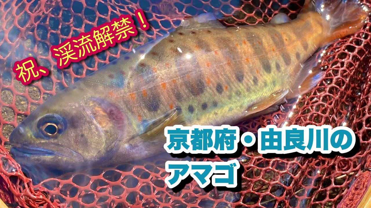 【アマゴ】祝、渓流解禁！京都府・由良川のアマゴ