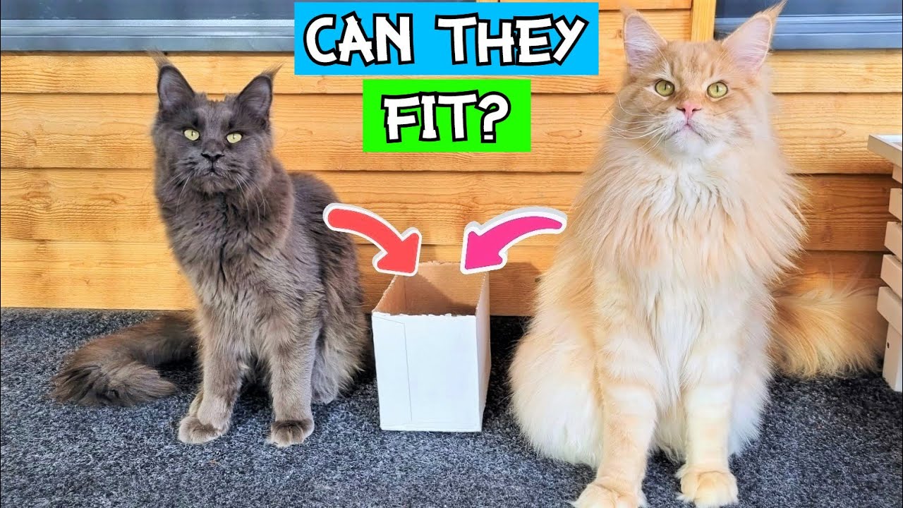 Maine Coon Cats - How Small Box Can They Fit In?