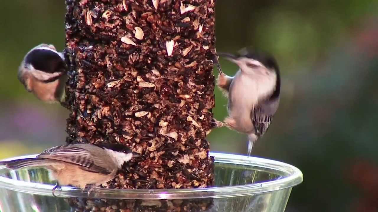 Wild Birds Unlimited - Birds Enjoying our Feeders (Part 2)