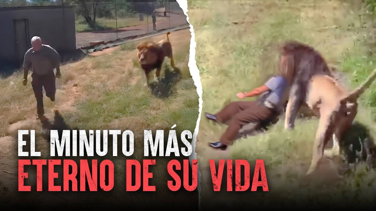Humano vs Felinos Salvajes: Cara a cara con el FINAL