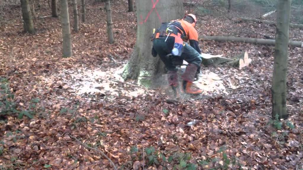 F&auml;llung einer Buche mit der Stihl MS 880