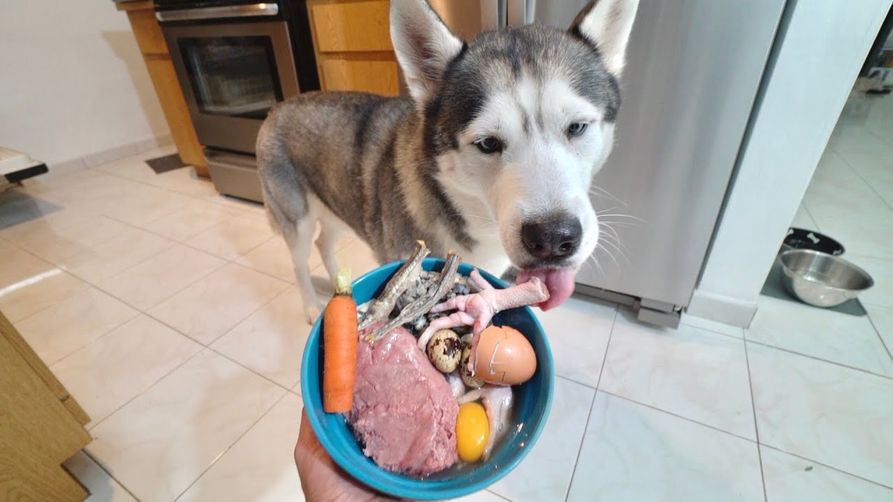 What Feeding Raw Dinner Every Night Looks Like With My Husky!