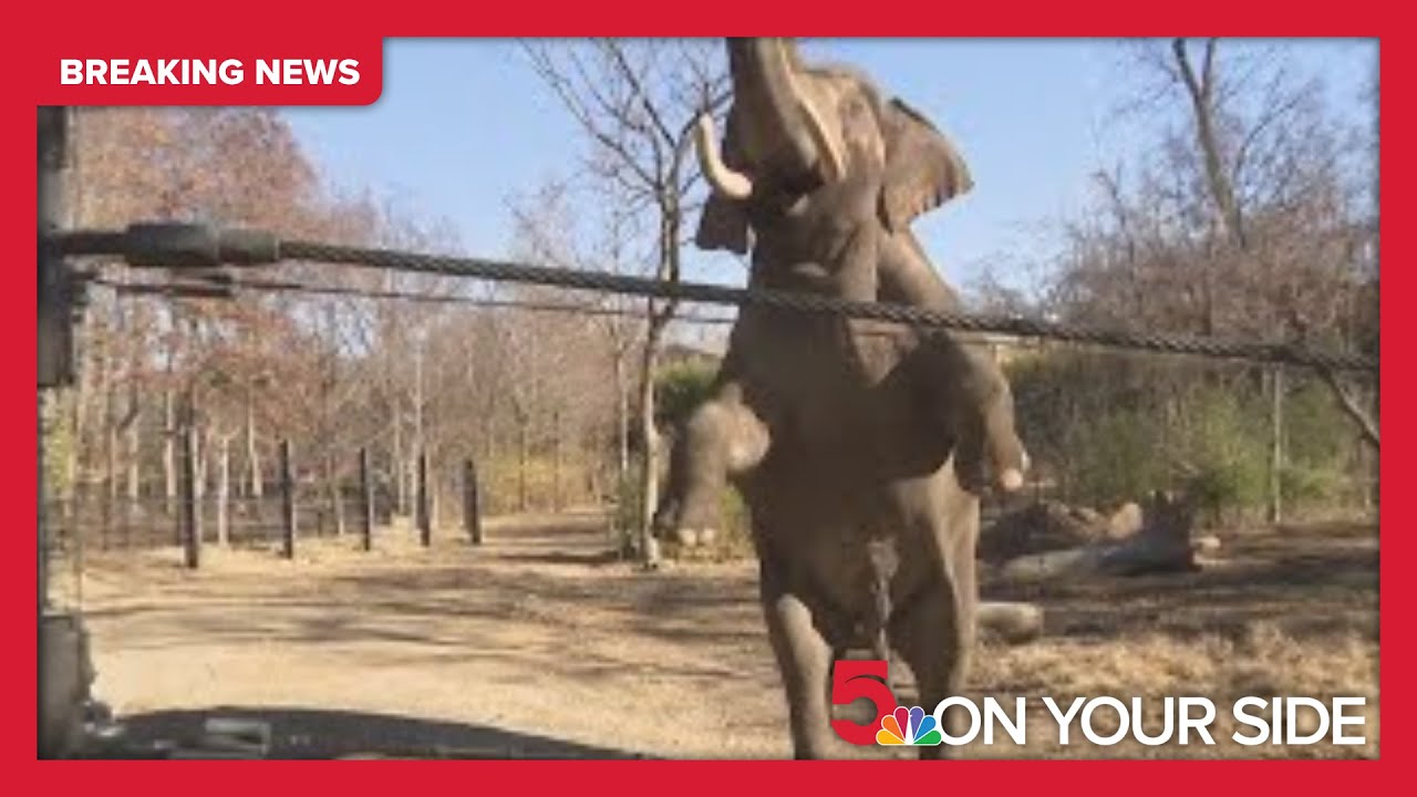 Raja leaving Saint Louis Zoo