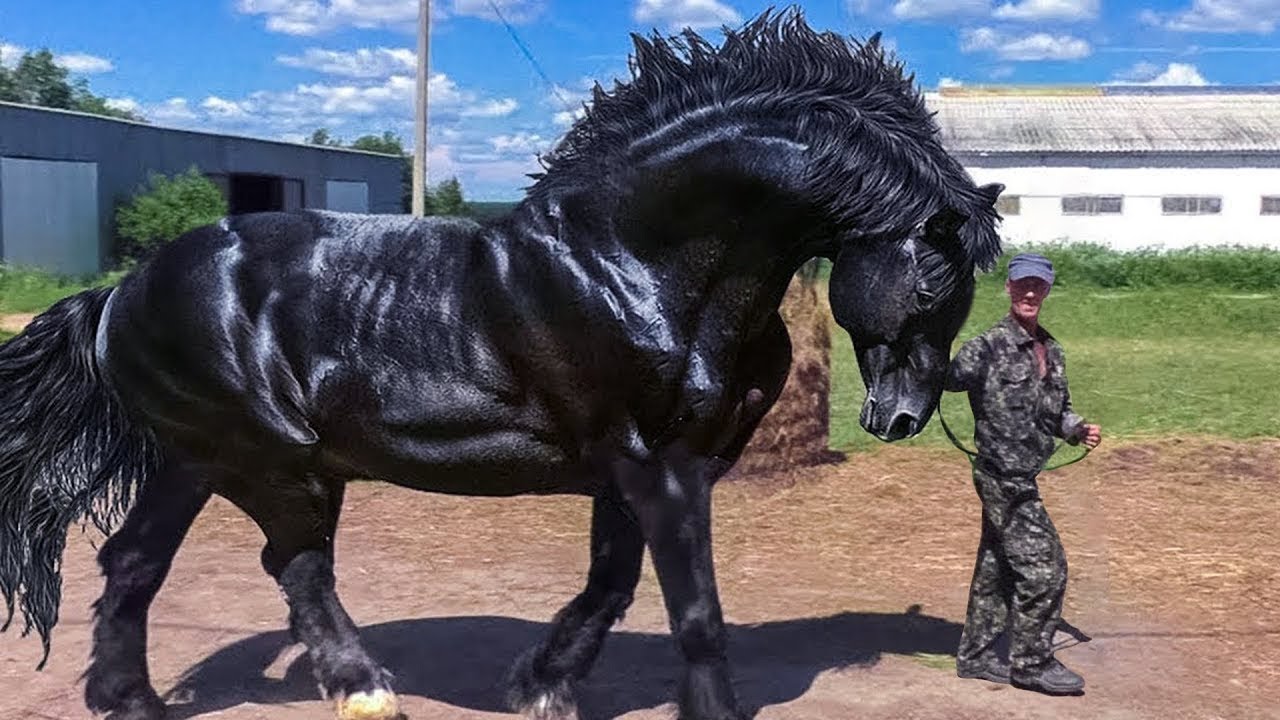 8 Cosas Que No sabias Del Caballo Fris&oacute;n