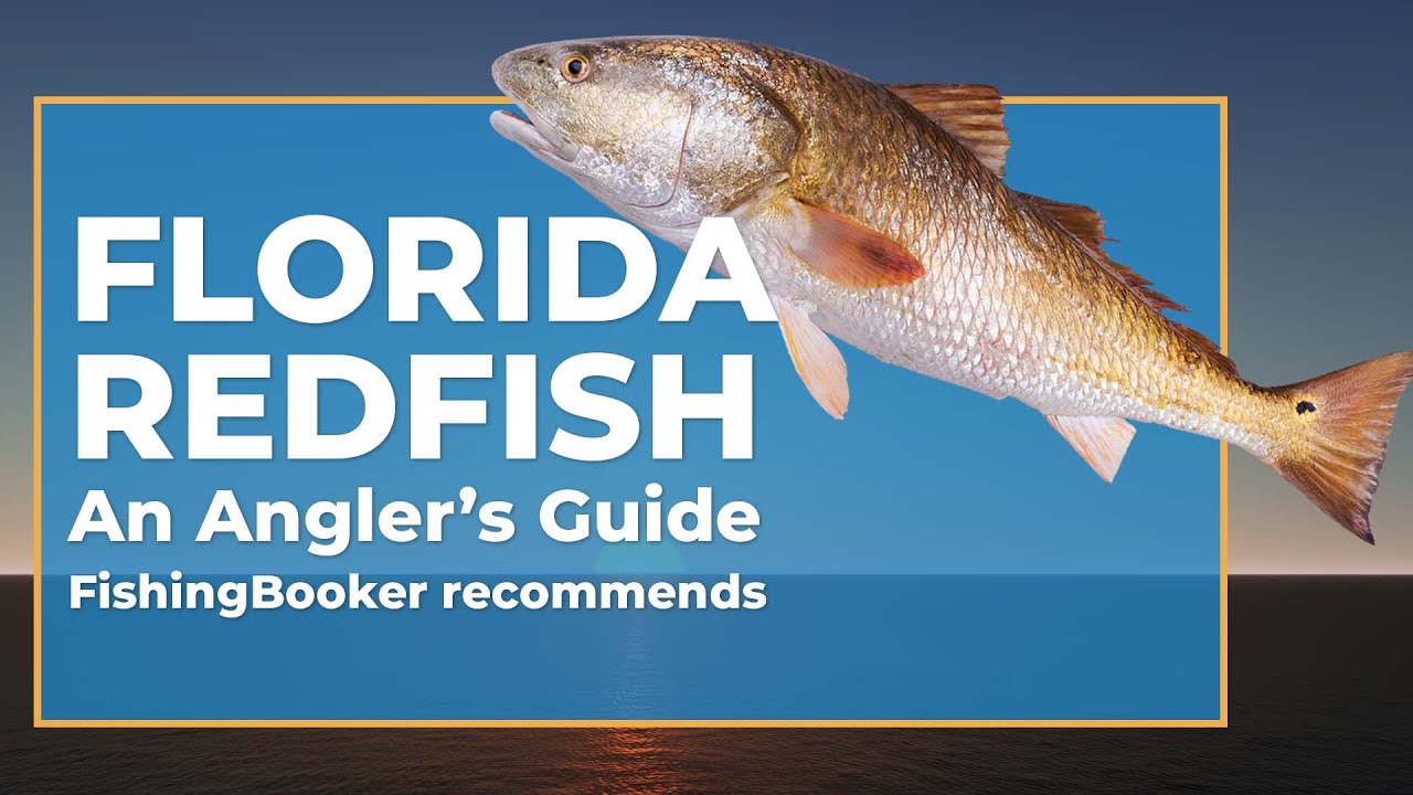 Florida Redfish: An Angler's Guide | FishingBooker
