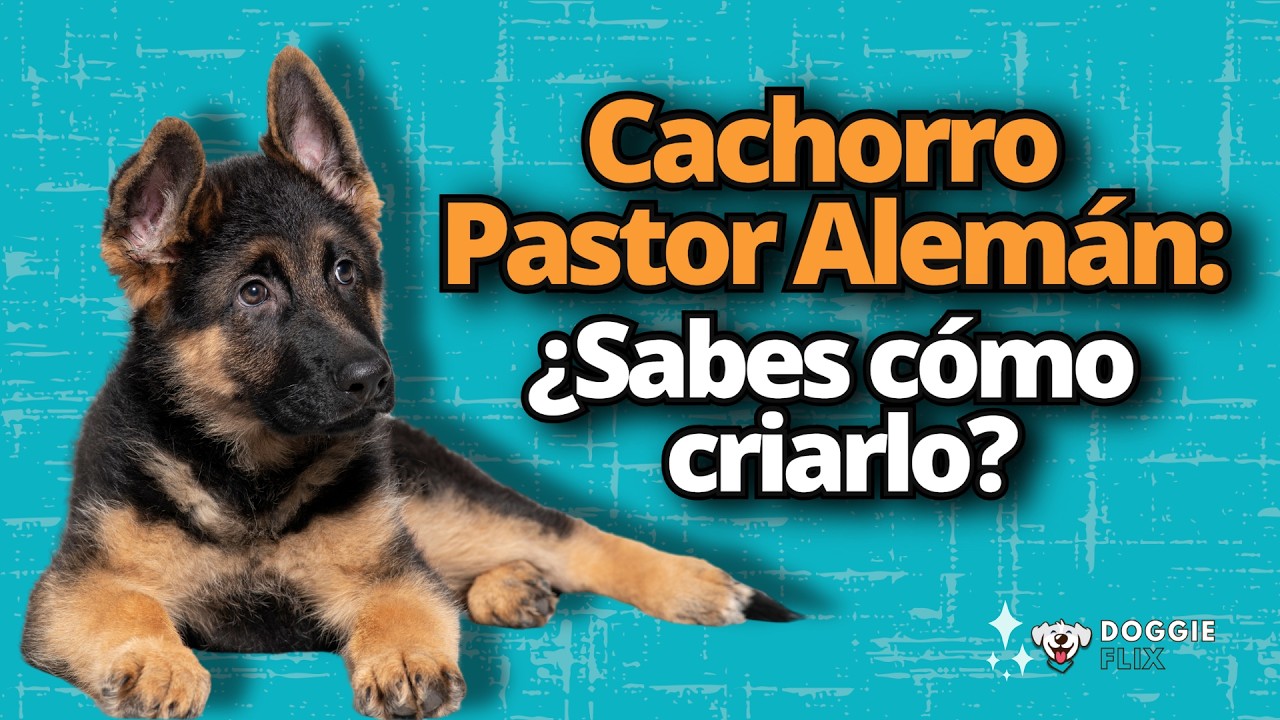 Guía Completa para Criar un Cachorro Pastor Alemán
