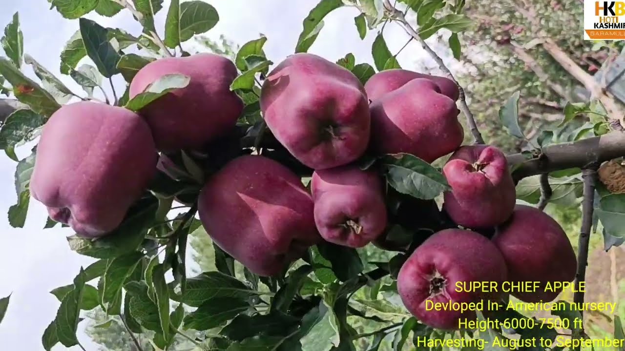 #Top 9 apple variety | Top Working in Kashmir |Latest Apple Varieties | watch till end 