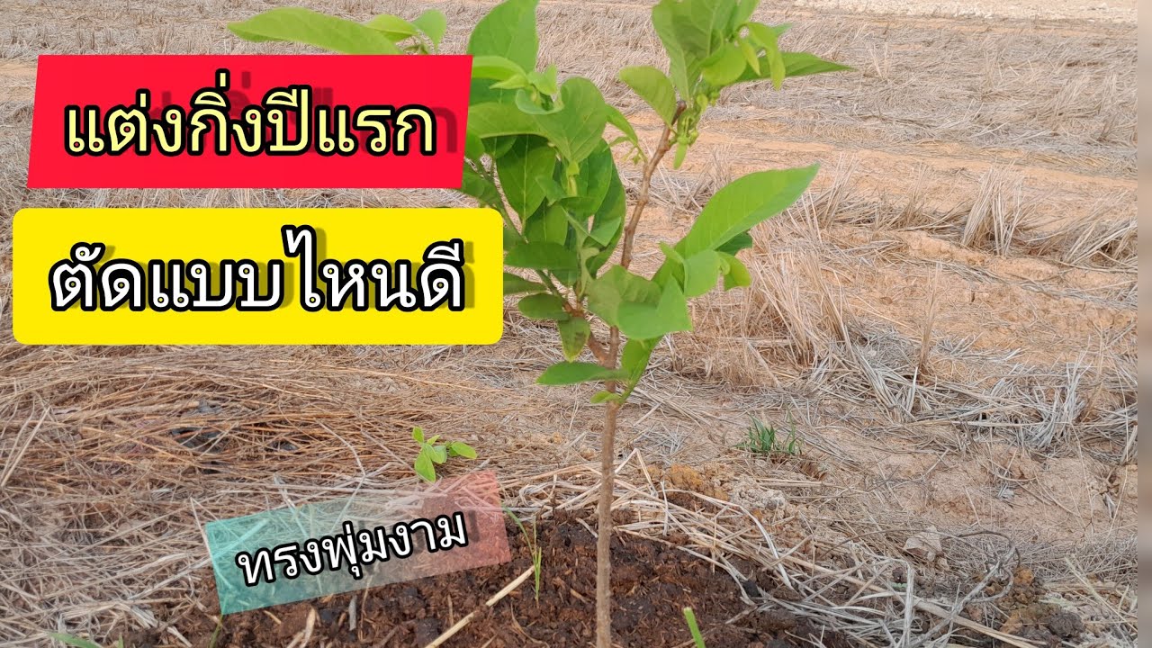 แต่งกิ่งน้อยหน่า จัดทรงพุ่มแบบไหนดี หลังปลูกลงดินได้7-8เดือน เพื่อเร่งกิ่งเร่งโตเร็วสวยงาม