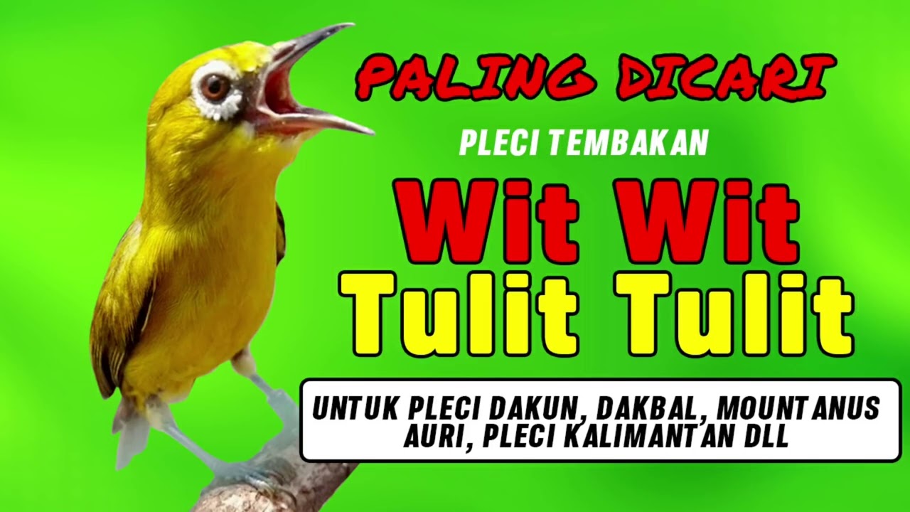 MASTERAN PLECI WIT WIT TULIT TULIT ZIPER DUPER PALING DICARI AGAR PLECI CEPAT GACOR BUKA PARUH