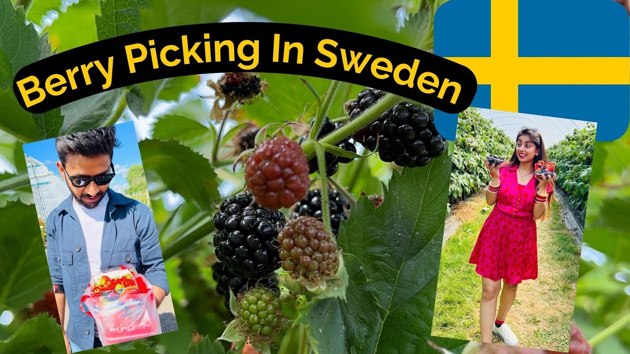 Berry Picking in Sweden | Indians In Sweden | Strawberry, Raspberries & Blackberries | Snmtales