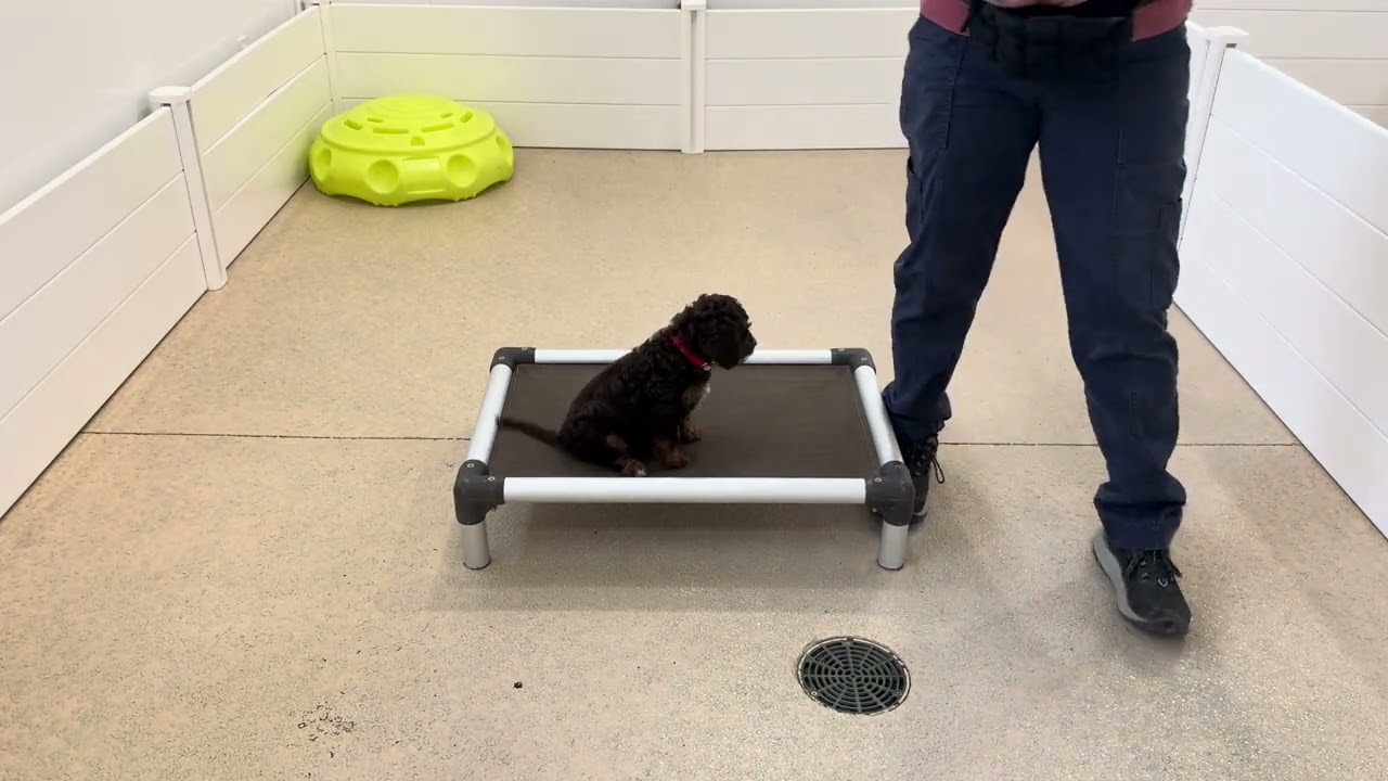 Pepper Training Session 03/10
