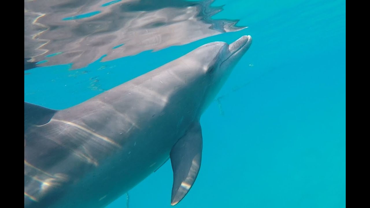 Snorkeling Brayka Bay, Marsa Alam, Egypte 2022 music