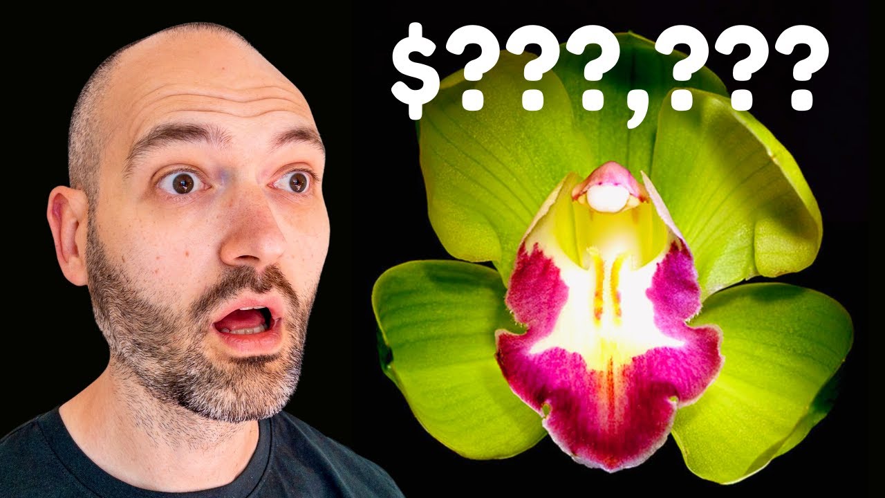 You Won’t believe How EXPENSIVE This Plant Is!
