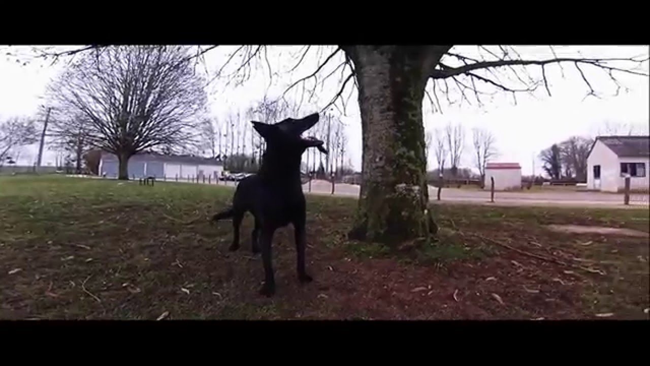 GoPro Hero 3 : Berger Hollandais