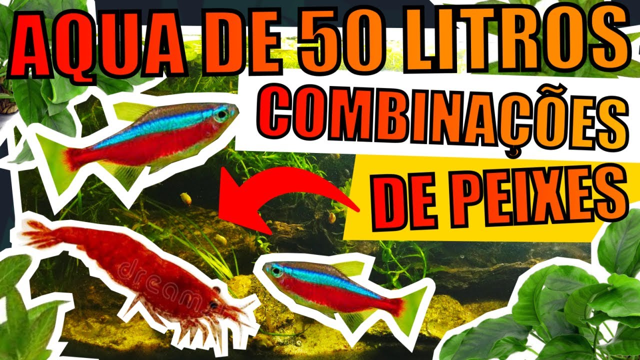 🔴COMBINAÇÕES DE FAUNAS PARA AQUÁRIOS DE 50 LITROS ( PARTE 2 ) |Mr. Betta|