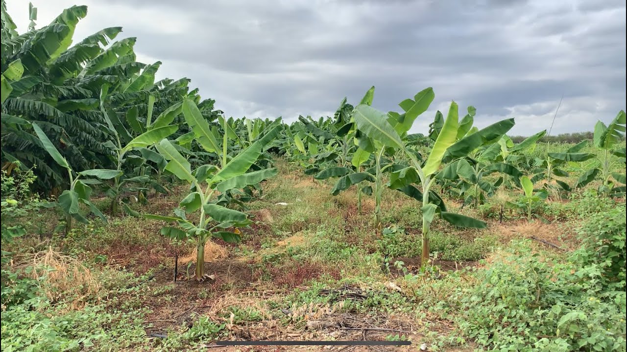 LINDO PLANTIO DE BANANA MAÇÃ + O VENENO MATOU BASTANTE MATO