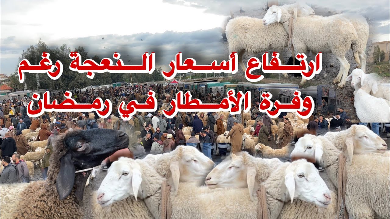 إرتفاع أسعار النعجة الوالد و  الرخلة في الأسبوع الثالث من رمضان شاهد الأن 