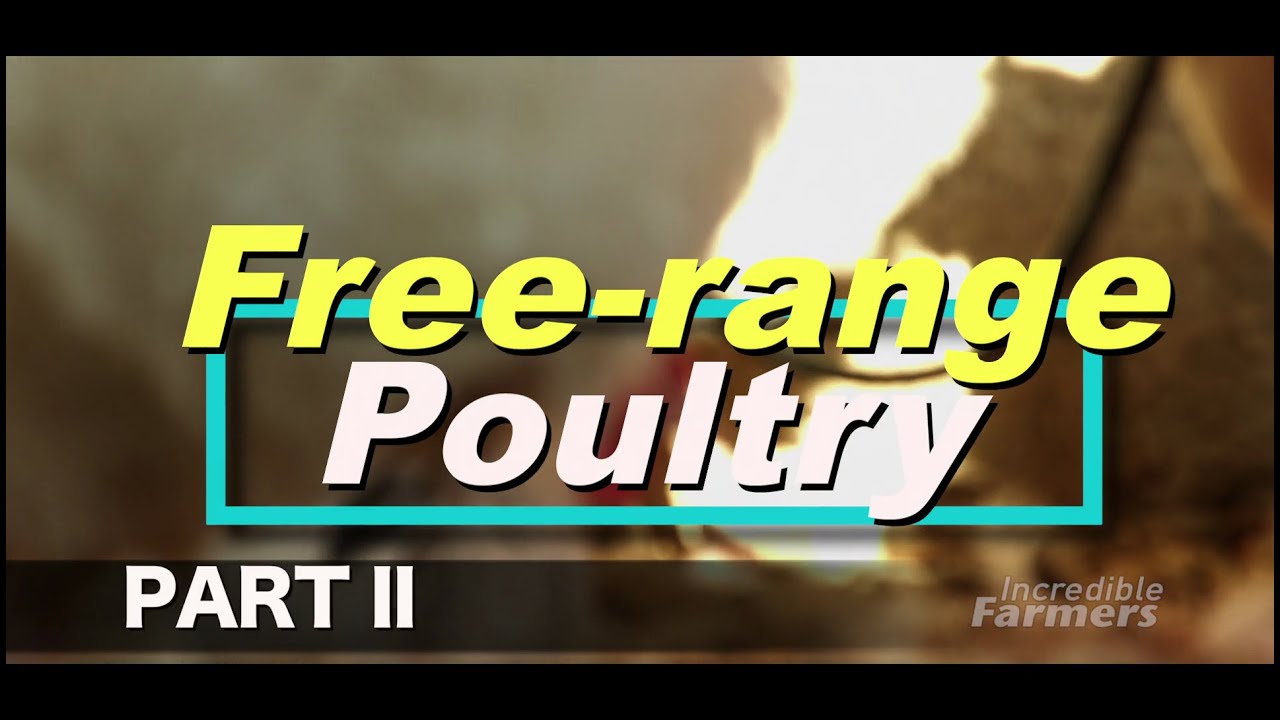 Free Range Chicken Part II