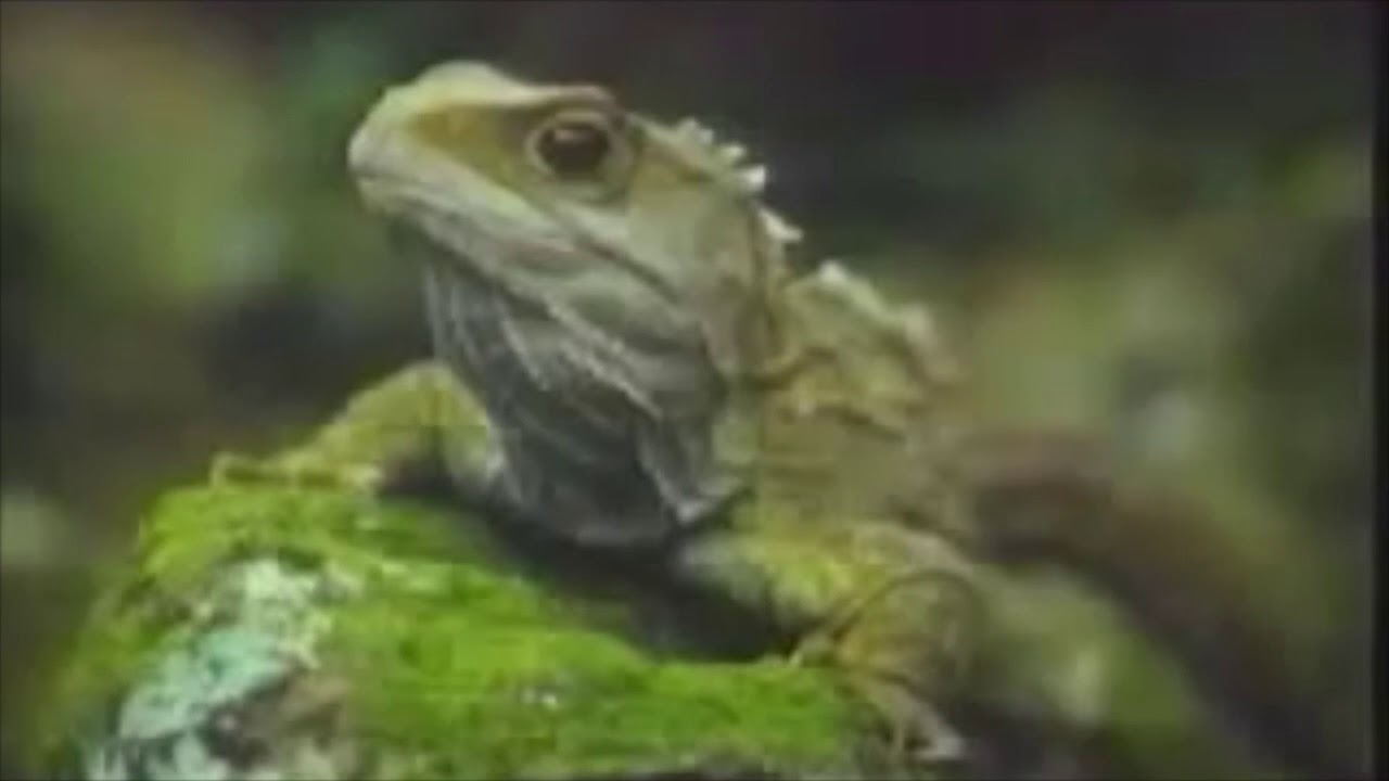 TVNZ God Defend New Zealand (with NEW high quality audio original!)