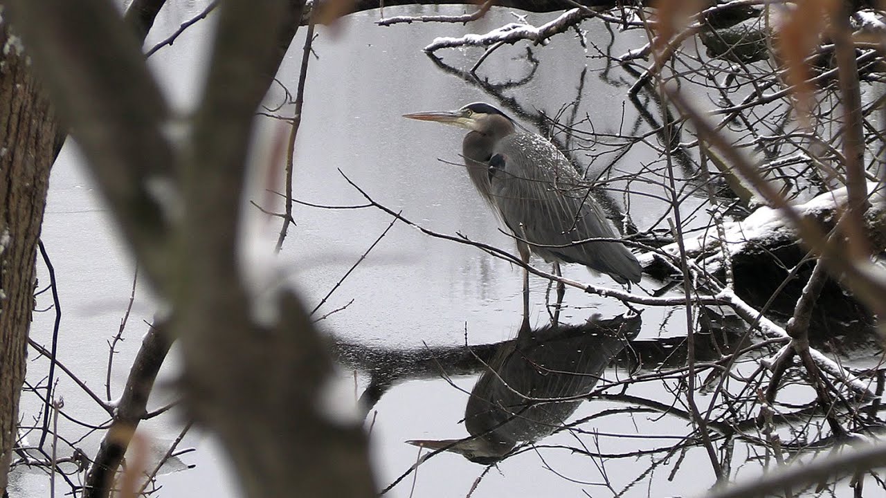 River Birds in the Snow