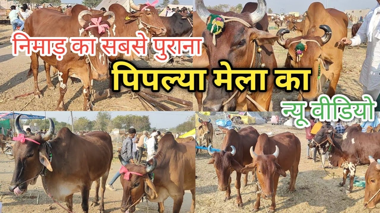 👍👉#पिपल्या_मेला ||निमाड़ का सबसे प्राचीन मेला, हजारों की संख्या में आज भी बैल आते है ||Piplya Mela👌