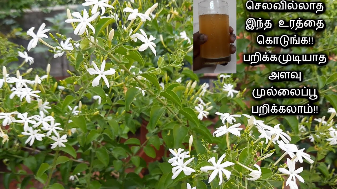 மாடித்தோட்டத்தில் முல்லைப்பூ கொத்து கொத்தாக பூக்க செலவில்லாத உரம் || Mullai plant care in Tamil