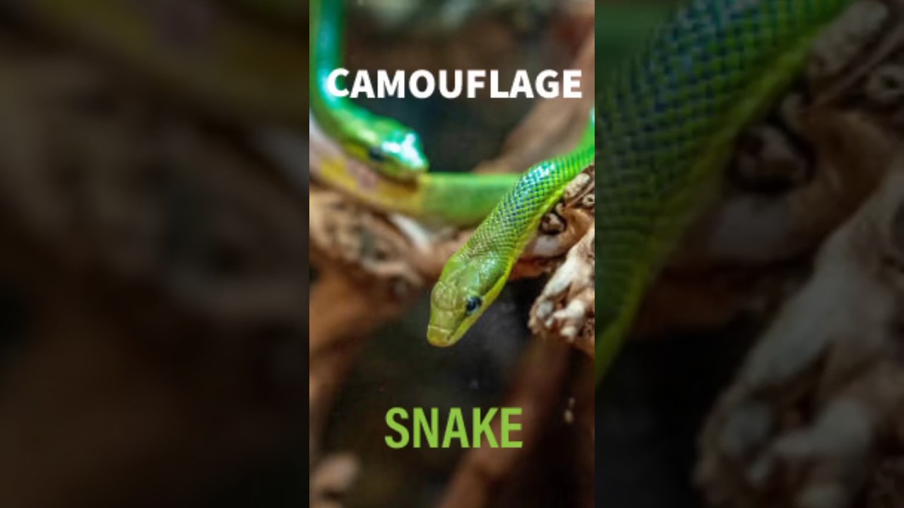 CAMOUFLAGE SNAKE #instagram #snake #youtube #wildlife #forest #sleep #reels #india #kohli #rcb #boy
