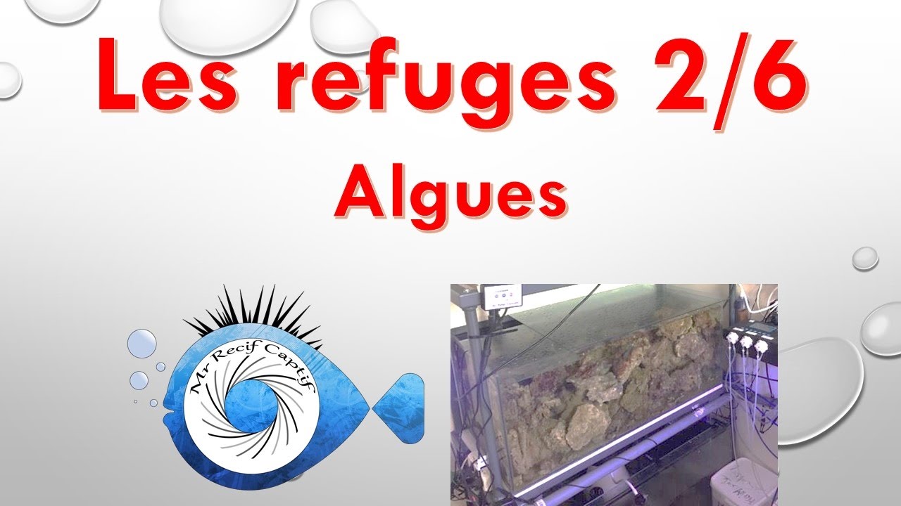 Les Refuges 2/6 , Les refuges algues - Mr Recif Captif #103