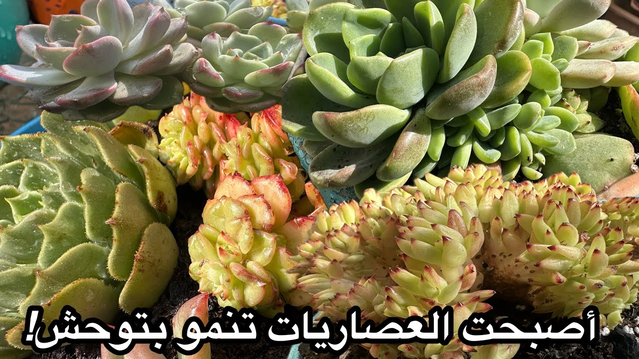 العصاريات فى التربة الجاهزة ! نمو متوحش! الطريقة و الضوابط للحصول على نمو قوى و سريع!